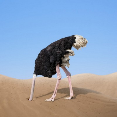 ostrich-head-sand-3512919734.jpeg